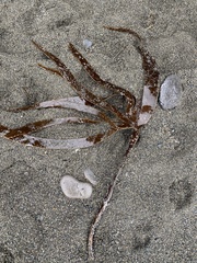 Laminaria setchellii