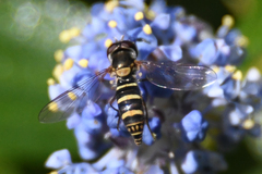 Fazia micrura