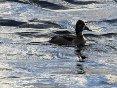 Aythya collaris