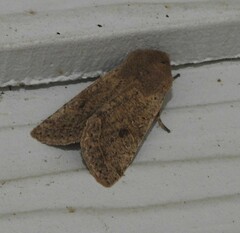Orthosia pacifica