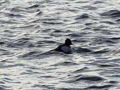Aythya collaris