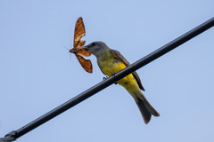 Tyrannus melancholicus