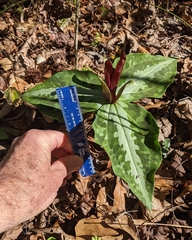 Trillium underwoodii
