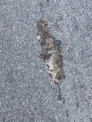 Rattus norvegicus