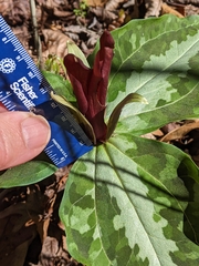 Trillium underwoodii