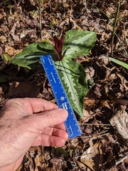 Trillium underwoodii
