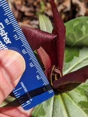 Trillium underwoodii