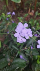 Plumbago auriculata