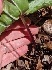 Trillium underwoodii