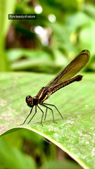 Heliocypha fenestrata