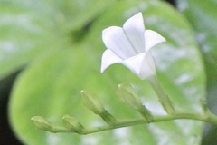 Spigelia humboldtiana