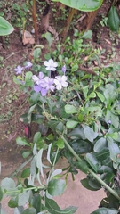 Plumbago auriculata