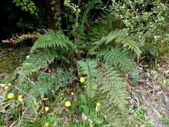 Polystichum oculatum