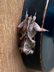 Callopistria