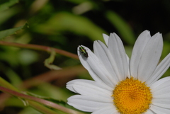 Anthaxiini
