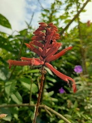 Erythrina americana