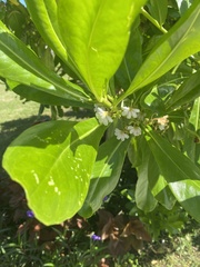 Scaevola taccada