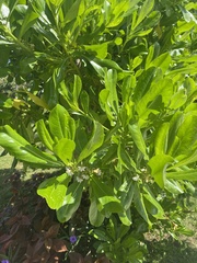 Scaevola taccada