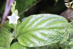 Spigelia humboldtiana