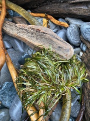 Phyllospadix scouleri