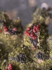 Dialonectria diatrypellicola