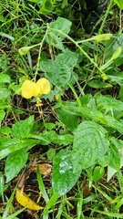 Aneilema aequinoctiale