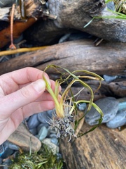 Phyllospadix scouleri