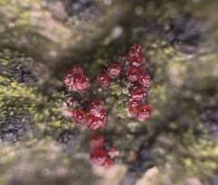 Dialonectria diatrypellicola