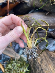 Phyllospadix scouleri