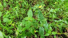 Aneilema aequinoctiale