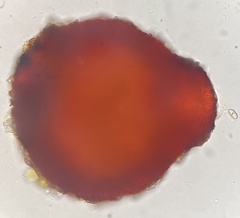 Dialonectria diatrypellicola