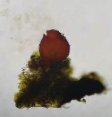 Dialonectria diatrypellicola