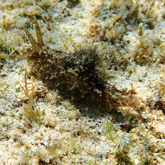 Stylocheilus striatus