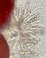 Dialonectria diatrypellicola