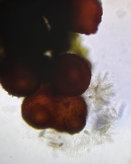 Dialonectria diatrypellicola