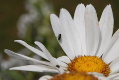 Anthaxiini
