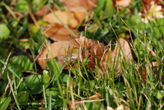Scaptia viridiventris