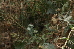 Empidonax occidentalis