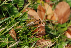 Scaptia viridiventris