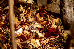 Sceloporus utiformis