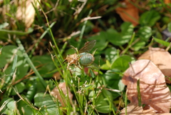 Scaptia viridiventris