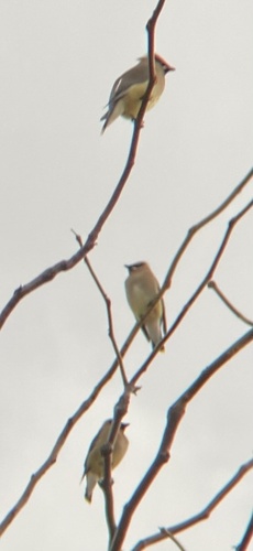 Cedar Waxwing photographed in Arizona