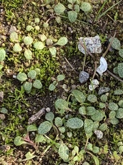 Pogogyne serpylloides