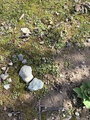 Pogogyne serpylloides