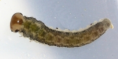 Tenthredininae