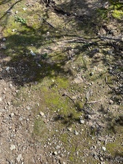 Pogogyne serpylloides