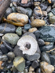 Strongylocentrotus purpuratus