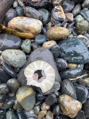 Strongylocentrotus purpuratus