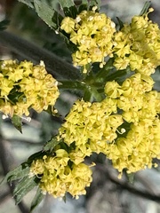 Lomatium macrocarpum