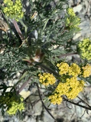 Lomatium macrocarpum